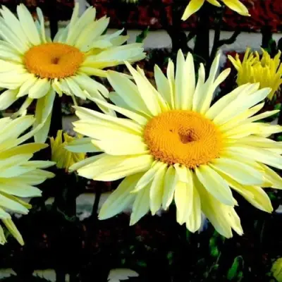 Нивяник БРОДВЕЙ ЛАЙТС великолепный в Осиповичах