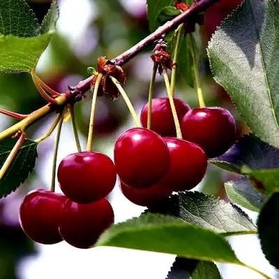 Вишня РИВАЛ в Осиповичах