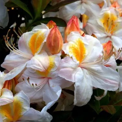 Азалия СИЛЬВЕР СЛИППЕР листопадная в Осиповичах