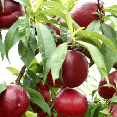 Нектарин ФАНТАЗИЯ в Осиповичах