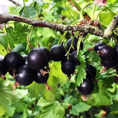 Йошта КРЫМСКАЯ в Осиповичах