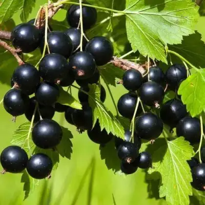 Смородина чёрная БЕЛОРУССКАЯ СЛАДКАЯ в Осиповичах