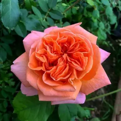 Роза РЕНЕ ГОССИНИ чайно-гибридная в Осиповичах