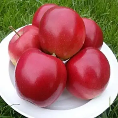 Яблоня СЯБРЫНА в Осиповичах