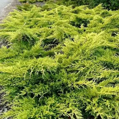 Можжевельник ОЛД ГОЛД средний в Осиповичах