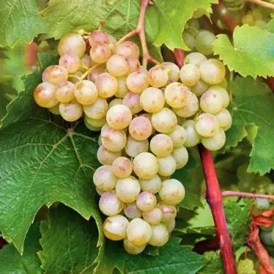 Виноград КРИСТАЛЛ в Осиповичах