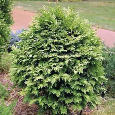 Туя ВАРЕАНА ЛЮТЕСЦЕНС западная в Осиповичах