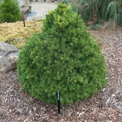 Ель ТОМПА обыкновенная в Осиповичах