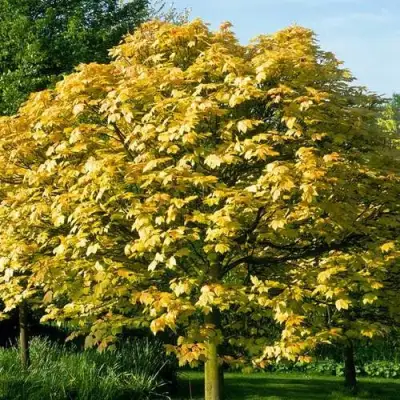 Клен ложноплатановый в Осиповичах