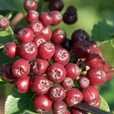 Рябина БУРКА сладкоплодная в Осиповичах