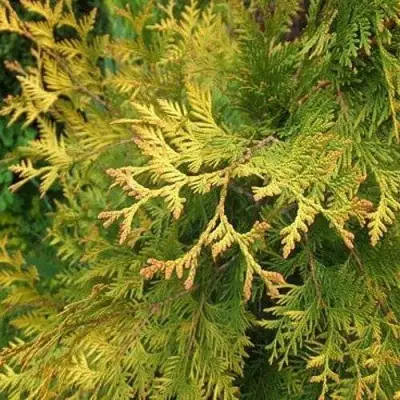 Туя ГОЛДЕН БРАБАНТ западная в Осиповичах