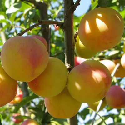 Слива ВЕТРАЗЬ-2 в Осиповичах