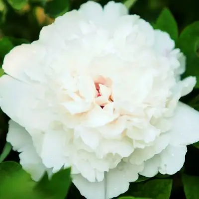 Пион СНЕЖНАЯ КРЕПОСТЬ древовидный в Осиповичах