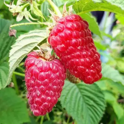 Малина ПШЕХИБА в Осиповичах