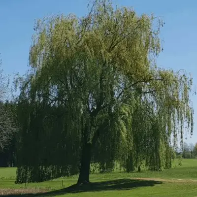 Ива белая в Осиповичах