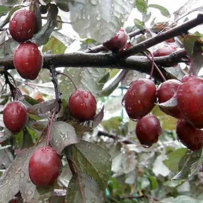 Слива НИГРА растопыреная в Осиповичах