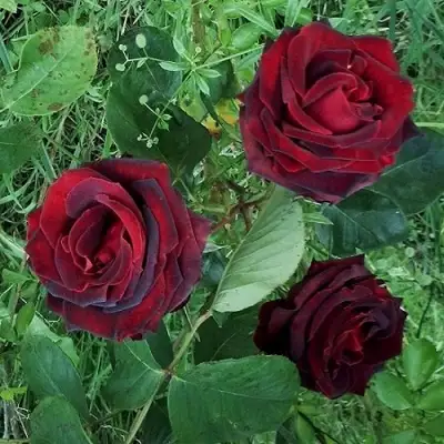 Роза ПАПА МЕЙЯН чайно-гибридная в Осиповичах