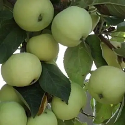 Яблоня ПАПИРОВКА в Осиповичах