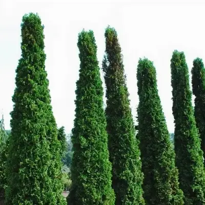 Туя ДЕГРУТ СПАЙР западная в Осиповичах