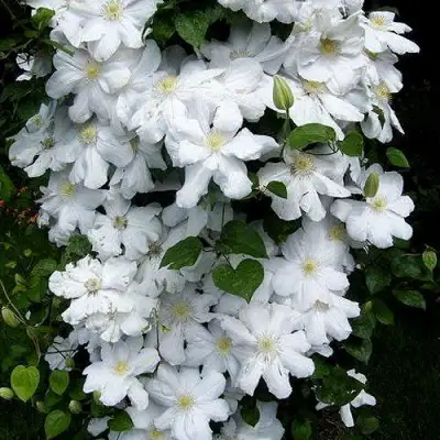 Клематис ТОКИ в Осиповичах