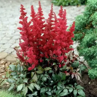 Астильба ГРАНАТ Арендса в Осиповичах