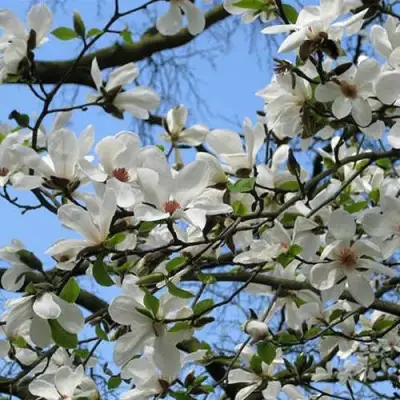 Магнолия АЛЬБА СУПЕРБА в Осиповичах