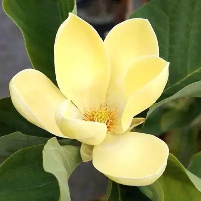 Магнолия ЕЛЛОУ ЛАНТЕРН в Осиповичах