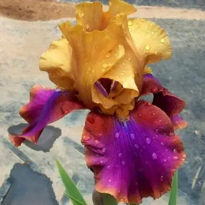 Ирис ГАЛА МАДРИД бородатый в Осиповичах