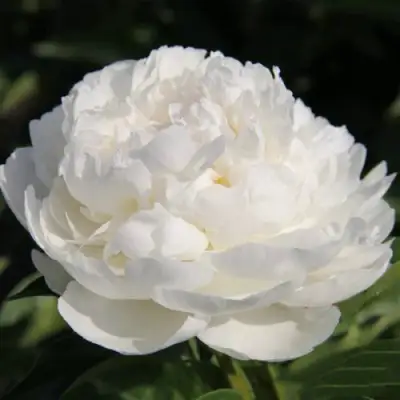 Пион СНЕЖНАЯ КРЕПОСТЬ древовидный в Осиповичах