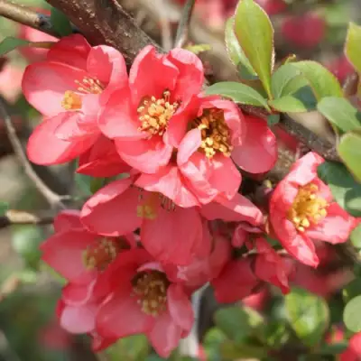 Айва ПИНК КВИН в Осиповичах