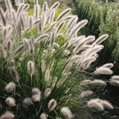 Пеннисетум ЛЕДИ Ю в Осиповичах