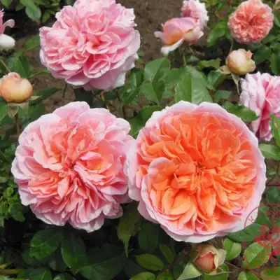 Роза ЧИППЕНДЕЙЛ чайно-гибридная в Осиповичах