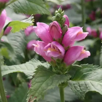 Хелоне КОСАЯ в Осиповичах