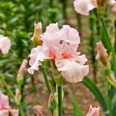 Ирис ПИНК ХОРАЙЗОН бородатый в Осиповичах