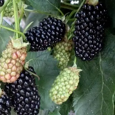 Ежевика ПРАЙМ АРК ФРИДОМ ремонтантная  в Осиповичах