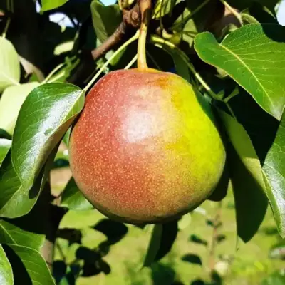 Груша КУПАЛА в Осиповичах