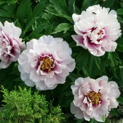 Пион КОРА ЛУИЗА ито-гибрид в Осиповичах