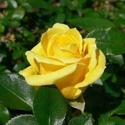 Роза ПАПИЛОН чайно-гибридная в Осиповичах