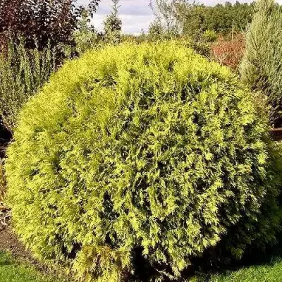 Туя ГЛОБОЗА АУРЕА западная в Осиповичах