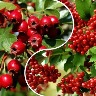 Комплект БУДЬ ЗДОРОВ в Осиповичах