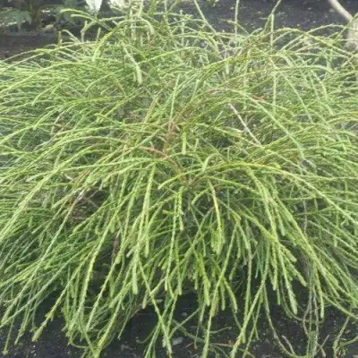 Туя ФИЛИФОРМИС   в Осиповичах