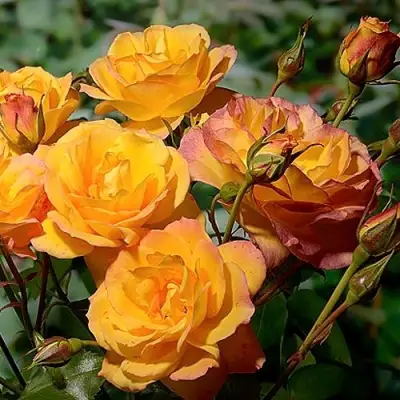 Роза САХАРА плетистая в Осиповичах