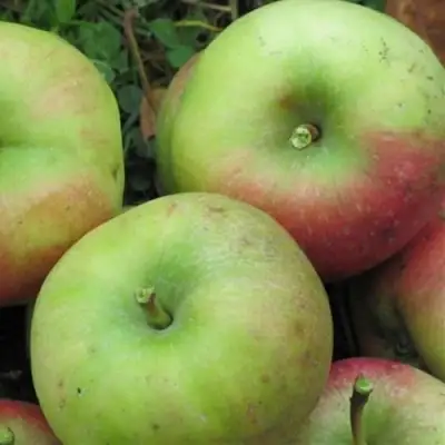 Яблоня ПАМЯТЬ СИКОРЫ в Осиповичах