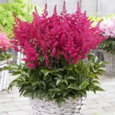 Астильба ЛАКИ ДЕЙ Арендса в Осиповичах