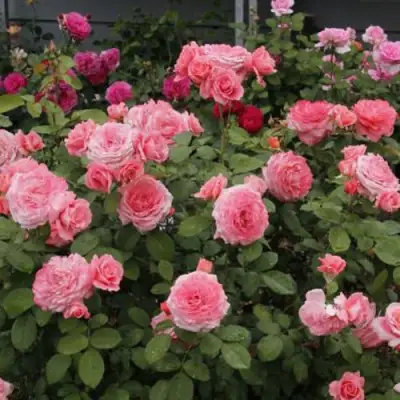 Роза ИНСТИТУТ ЛЮМЬЕР шраб в Осиповичах