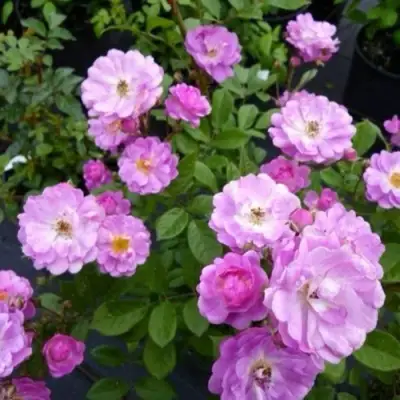 саженцы розы Раймонд Приват