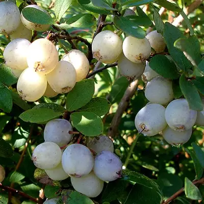 Голубика СНЕГУРОЧКА в Осиповичах