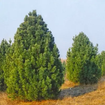 Сосна черная ПИРАМИДАЛИС в Осиповичах