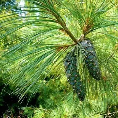 Сосна гриффита в Осиповичах