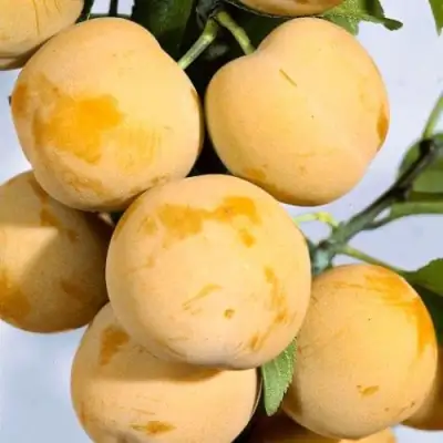 Слива РЕНКЛОД ранний в Осиповичах